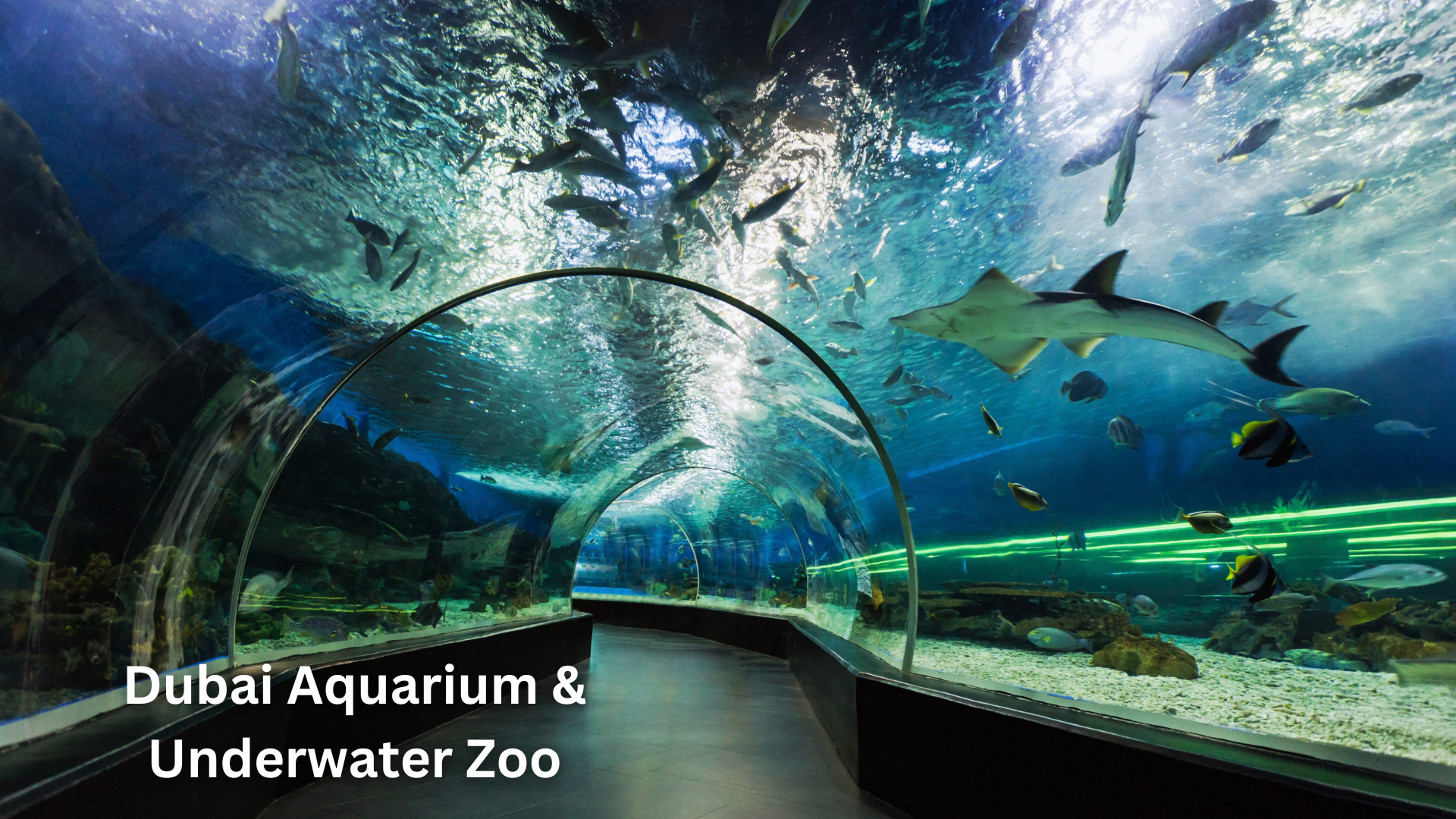 Dubai Aquarium & Underwater Zoo